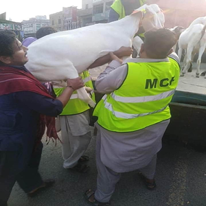 فیصل آباد میں اندرون شہربکرا فروخت کرنے والوں کے خلاف ایکشن